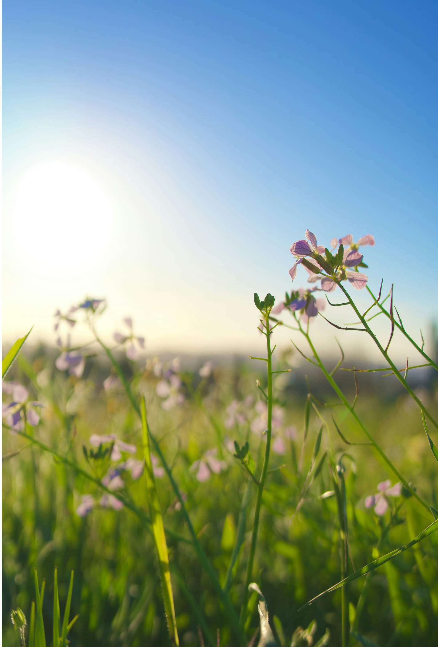 Adaptogens for Allergies: Calming the Seasonal Response