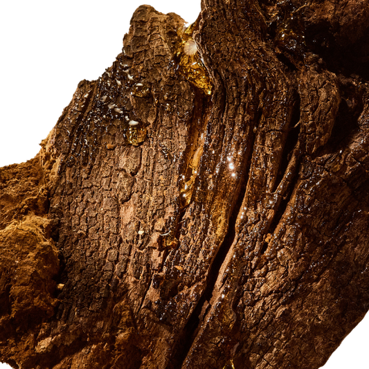 Terpenes vs Triterpenes: The Compounds Behind Mushrooms’ Power