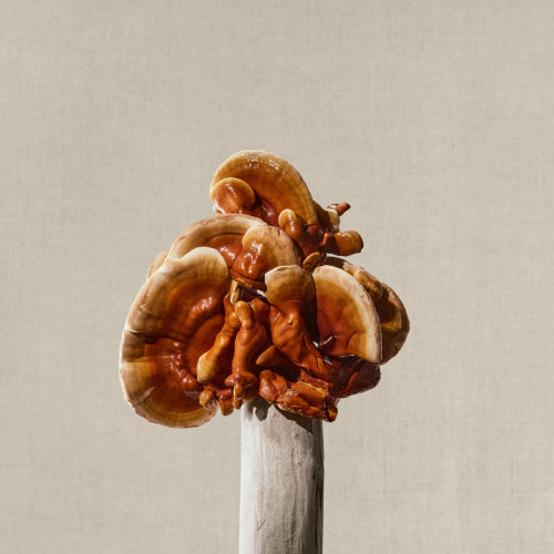Revealed: Surprising Benefits of Reishi Mushroom You Need to Know