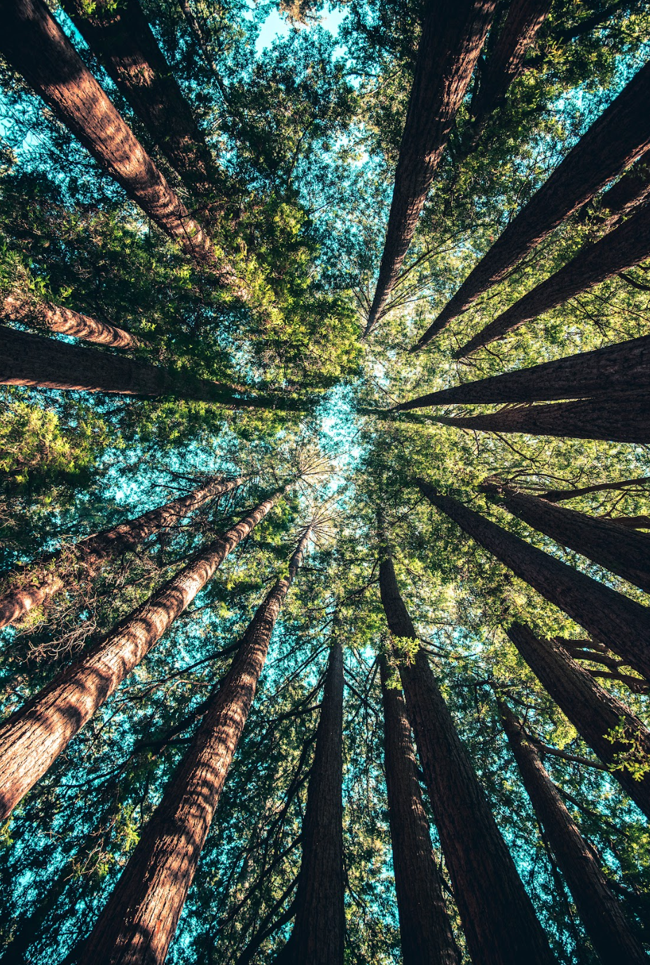 Earth Day and Sustainability: How DIRTEA Supports the Planet – One Cup at a Time