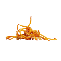 Cordyceps