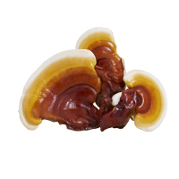 Reishi